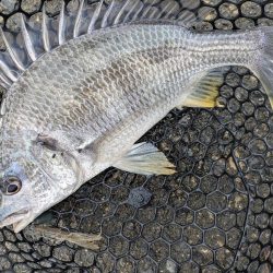 久し振りの広島市内チニング！