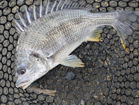 久し振りの広島市内チニング！