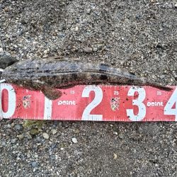 雨後にセイゴとマゴチ釣れました!