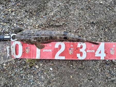 雨後にセイゴとマゴチ釣れました!