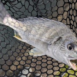 広島チニング超ランガンでツツツ抜け達成!