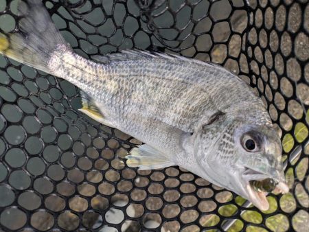 広島チニング超ランガンでツツツ抜け達成!