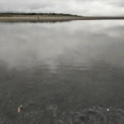 ヒラセイゴ爆釣！