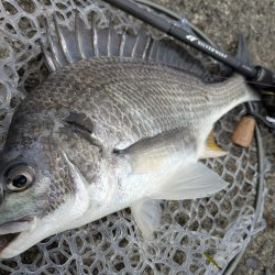 広島チニングでナイスシーバス!