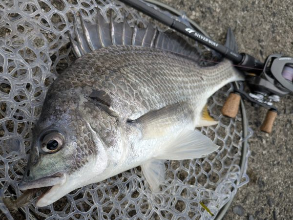 広島チニングでナイスシーバス!