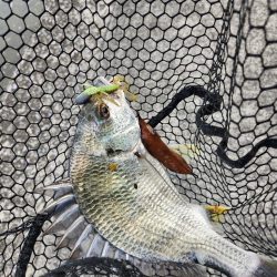 市内河川チニング