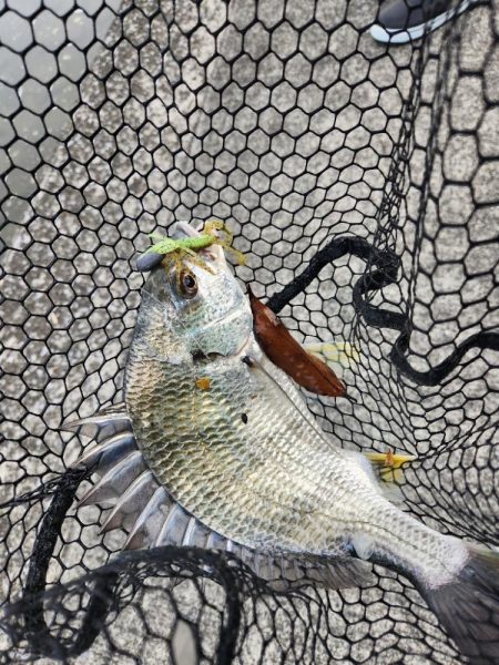 市内河川チニング