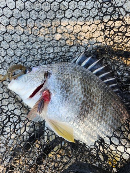 しごおわチニング