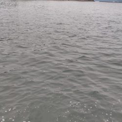 シロギス、シーズン入りました