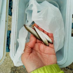 稚鮎釣り