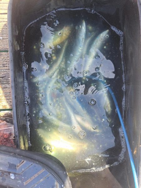 爆釣イワシ釣り