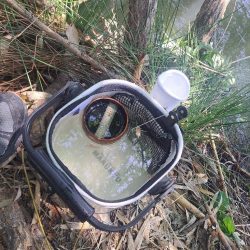 強風のバラタナゴ釣り