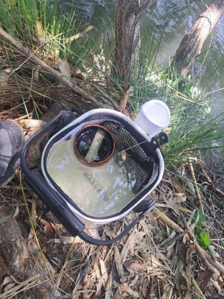 強風のバラタナゴ釣り