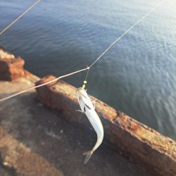 近場の小魚調査