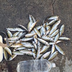 活性低い小アジ釣り