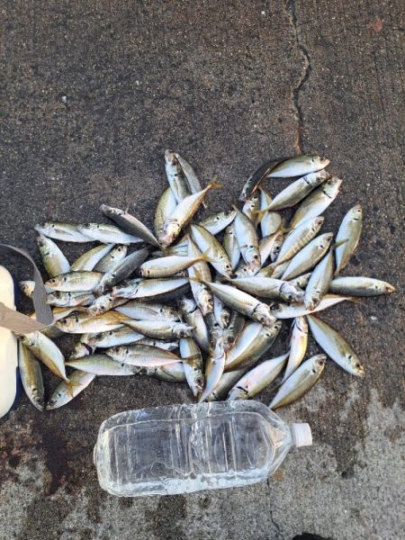 活性低い小アジ釣り