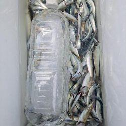 豆魚だらけ
