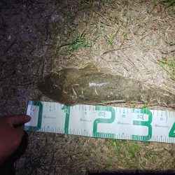 マゴチ、シーバス、チヌ