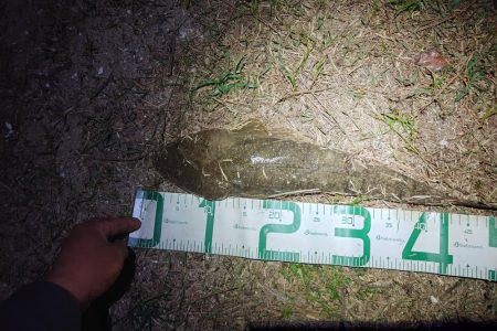 マゴチ、シーバス、チヌ