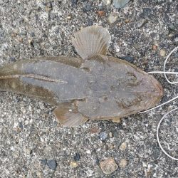 マゴチ1匹、バラシ2