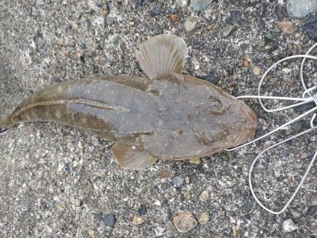 マゴチ1匹、バラシ2