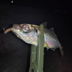 メバリング予定がアジングに…