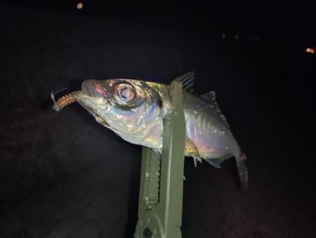 メバリング予定がアジングに…