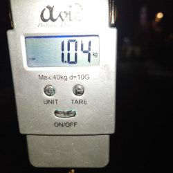 モンゴイカ釣り