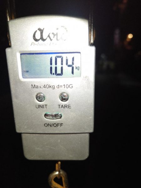 モンゴイカ釣り