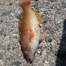 ガシラ祭りだぁ〜🎣