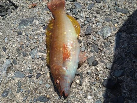 ガシラ祭りだぁ〜🎣