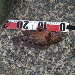 やっぱりガシラ