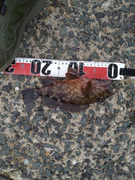 やっぱりガシラ