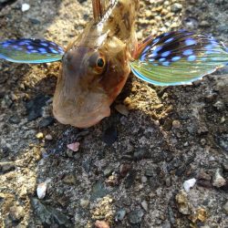 アジが釣れだしましたよ