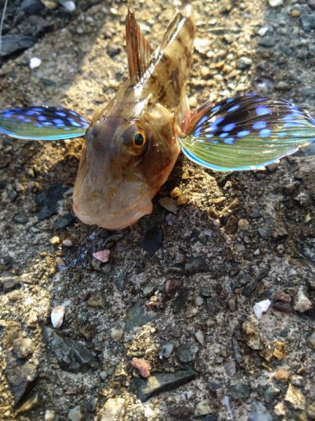 アジが釣れだしましたよ