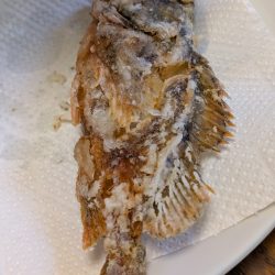 サビキでカタクチイワシ