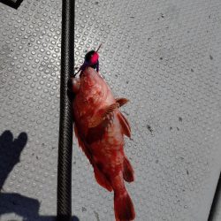 ファミリー鯛ラバ