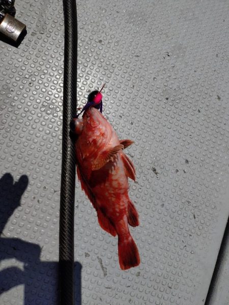 ファミリー鯛ラバ