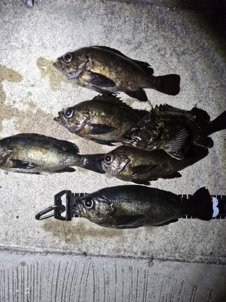 久しぶりの尺メバル