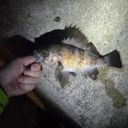 尺メバル届かず