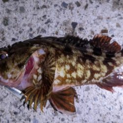 ガシラ爆釣デー