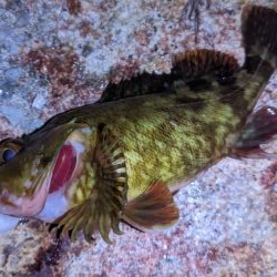 ガシラなんか渋い