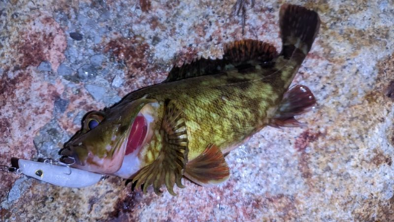 ガシラなんか渋い