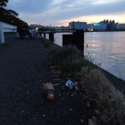 マイワシが接岸