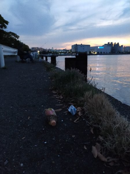 マイワシが接岸