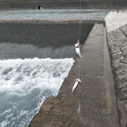 ジグサビキで仔サバ