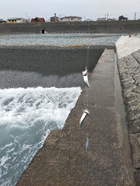 ジグサビキで仔サバ