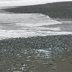 魚影は濃いが…