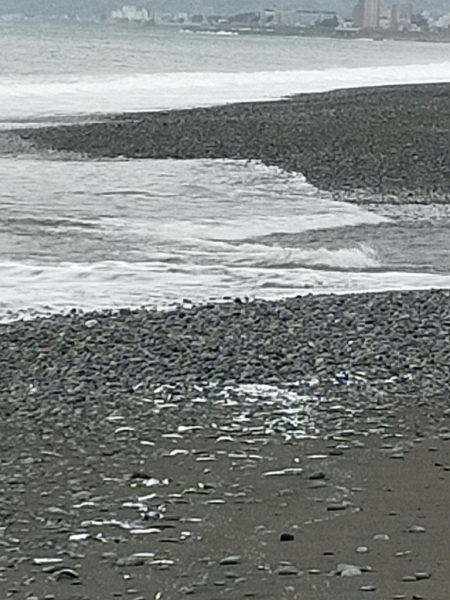 魚影は濃いが…