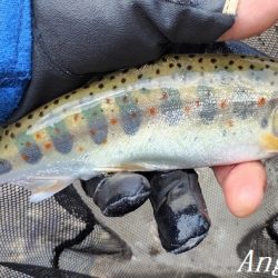 引原川、最盛期突入！